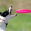 Frisbee (1)