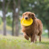 Golden Retriever playing Frisbee in the meadow