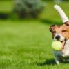 pelotas-de-tenis-2-fb